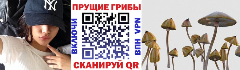 Галлюциногенные грибы Psilocybe Комсомольск